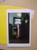 Harry xmas card.jpg