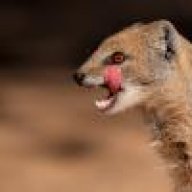 mongoose