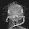ragingbug
